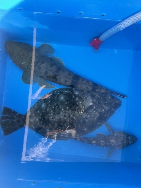 マゴチ・ヒラメ