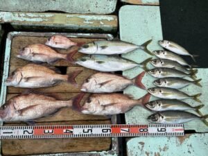 マダイ・マアジ・ハマチ(ブリ)