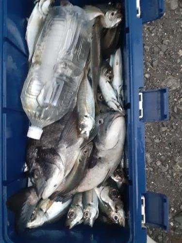 クロダイ・アジ(マアジ)・サバ(マサバ)