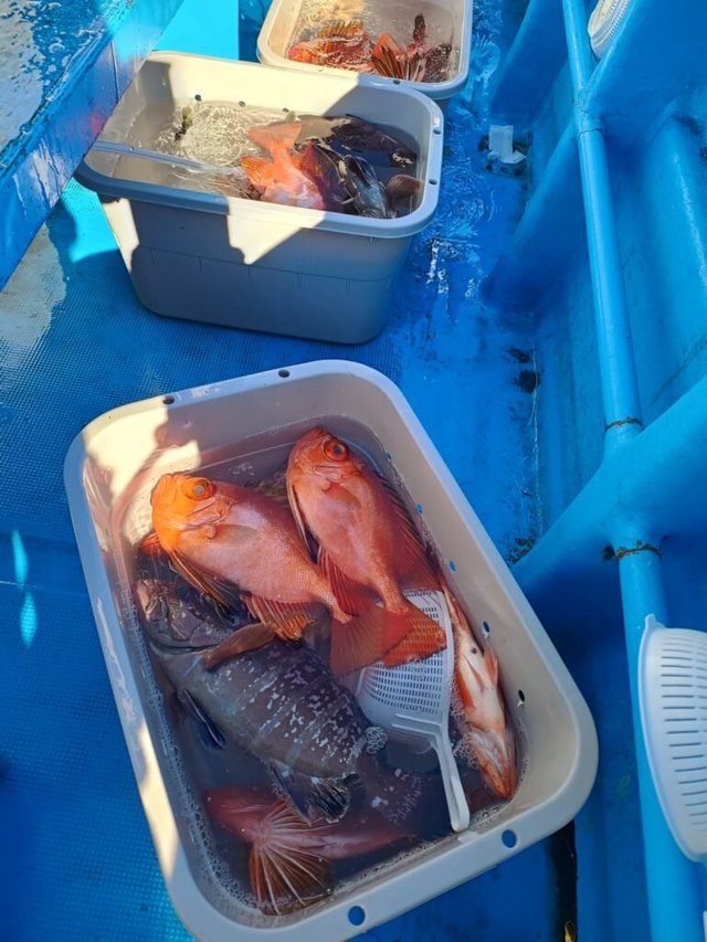 マハタ・キントキ(チカメキントキ)