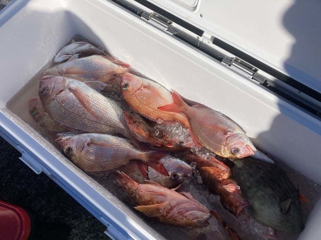 マダイ・ハナダイ(チダイ)・イナダ(ブリ)・カサゴ・カワハギ・ウマヅラ(ウマヅラハギ)