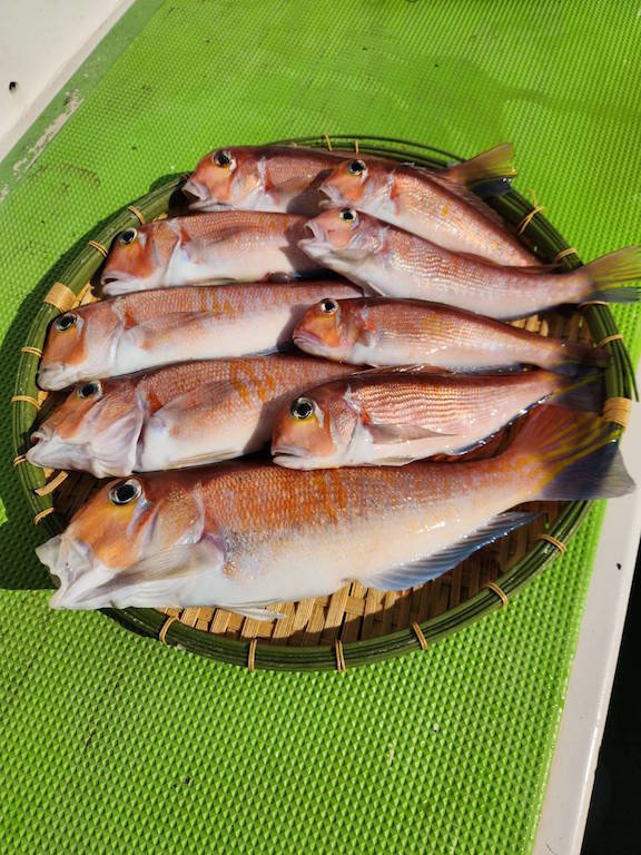 アマダイ(アカアマダイ)