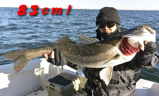 シーバス(スズキ)