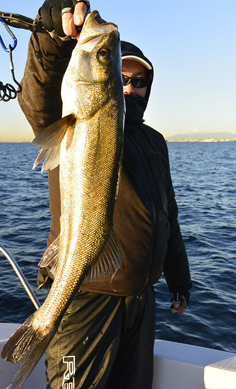 シーバス(スズキ)