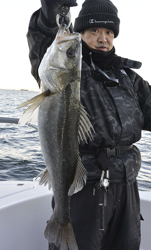 シーバス(スズキ)