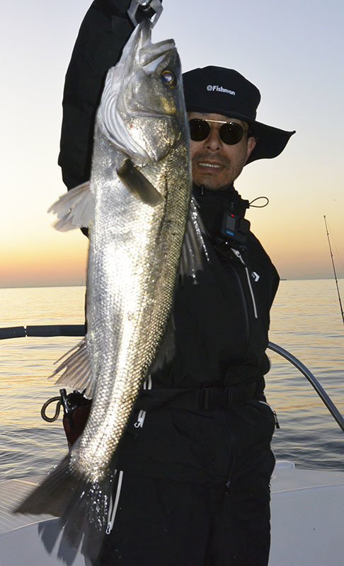 シーバス(スズキ)