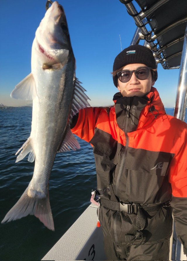 シーバス(スズキ)