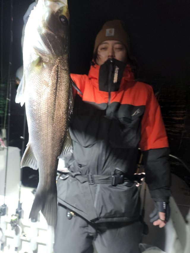 シーバス(スズキ)