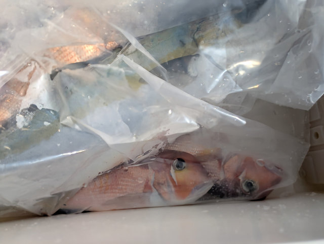 アマダイ(アカアマダイ)