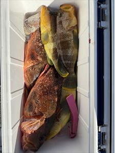 アオハタ・ウッカリカサゴ