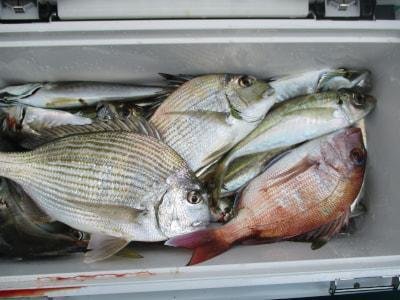 マダイ・ヘダイ・アジ(マアジ)