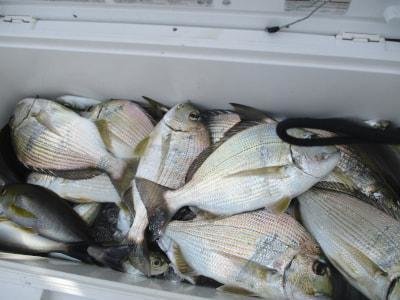 マダイ・ヘダイ