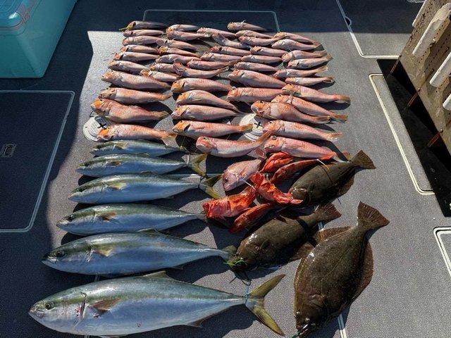 ハマチ(ブリ)・アマダイ(アカアマダイ)・カサゴ・ヒラメ