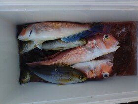 イサキ・アマダイ(アカアマダイ)・シロアマダイ