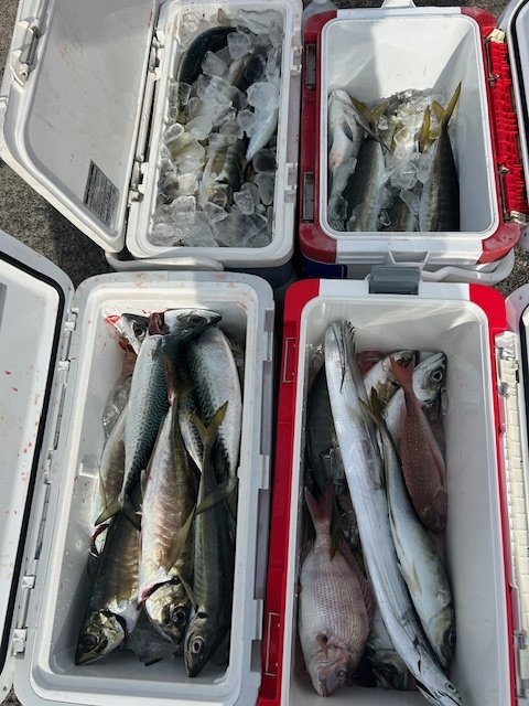 マダイ・クロダイ・アジ(マアジ)・タチウオ・サバ(ゴマサバ)