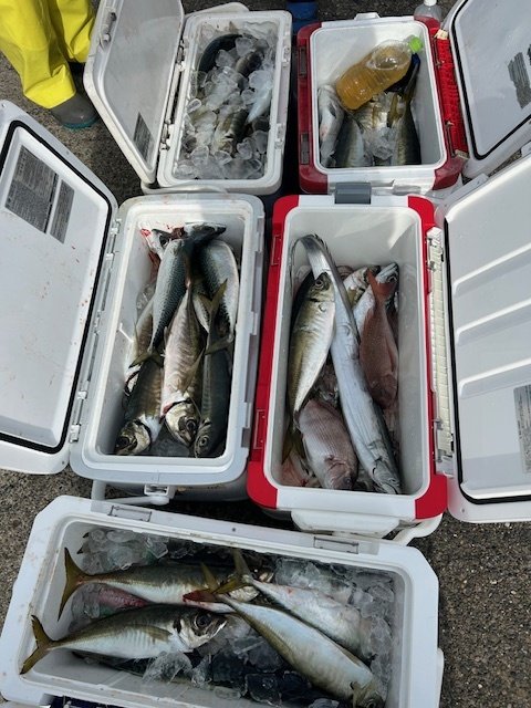 マダイ・クロダイ・アジ(マアジ)・タチウオ・サバ(ゴマサバ)