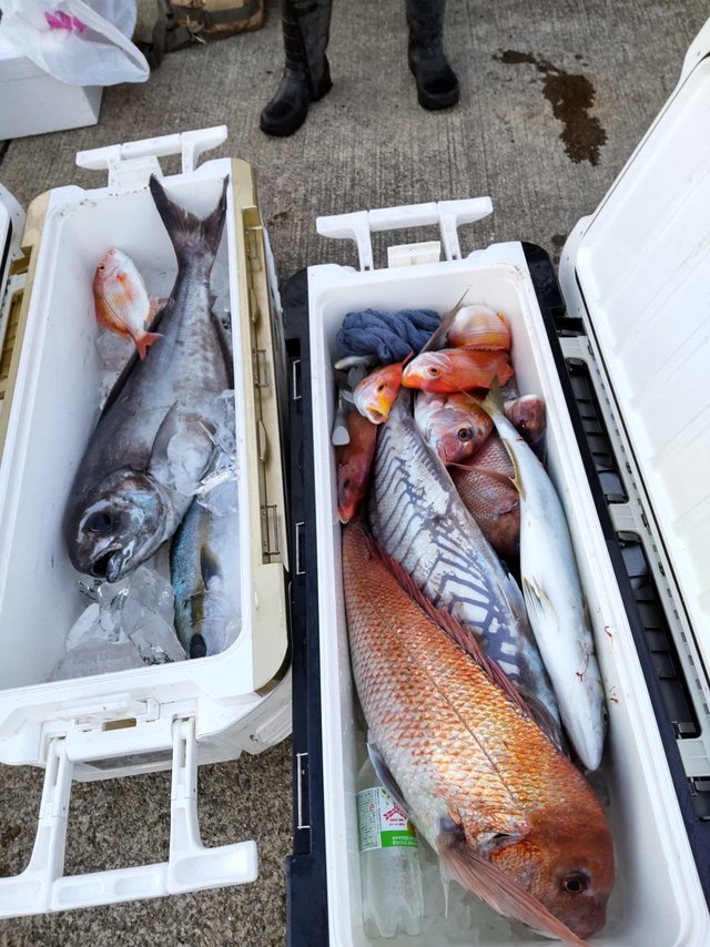 マダイ・レンコ(キダイ)・ツバス(ブリ)・ヒラマサ・メダイ