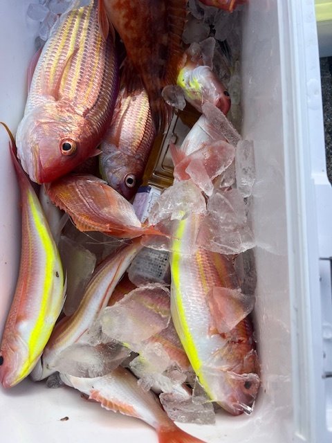 レンコダイ(キダイ)・レンコ(キダイ)・アマダイ(アカアマダイ)・イトヨリ(イトヨリダイ)・オニカサゴ