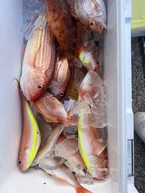 レンコダイ(キダイ)・レンコ(キダイ)・アマダイ(アカアマダイ)・イトヨリ(イトヨリダイ)・オニカサゴ