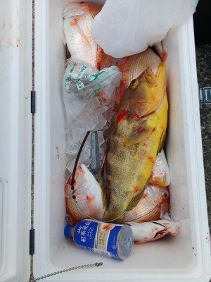 レンコ(キダイ)・アオナ(アオハタ)