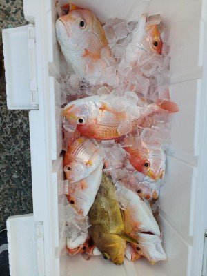 レンコ(キダイ)・アオナ(アオハタ)