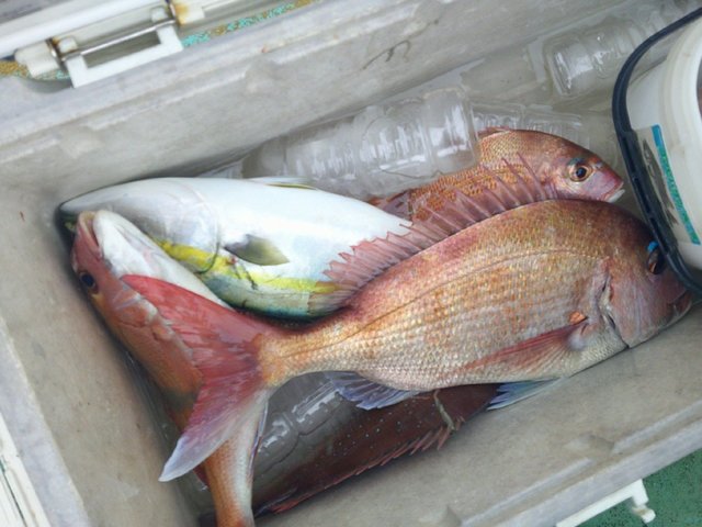 マダイ・イナダ(ブリ)