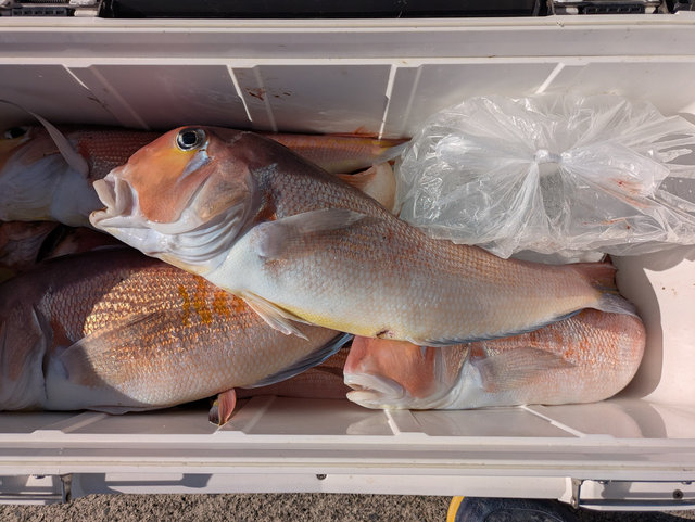 アマダイ(アカアマダイ)