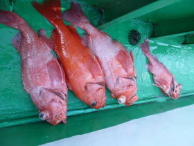 ベニアコウ(オオサガ)