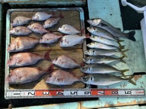 マダイ・チダイ・セイゴ(スズキ)・マアジ