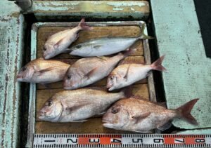 マダイ・ハマチ(ブリ)