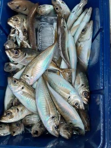 アジ(マアジ)・サバ(マサバ)