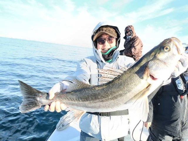 シーバス(スズキ)