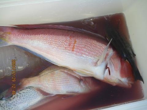 カイワリ・アマダイ(アカアマダイ)