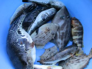 カワハギ・トラフグ