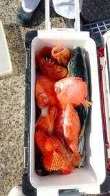 ワラサ(ブリ)・オニカサゴ