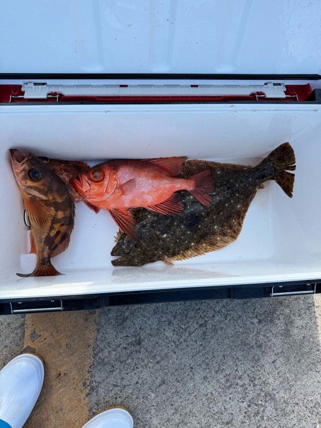 キントキ(チカメキントキ)・メバル・ヒラメ