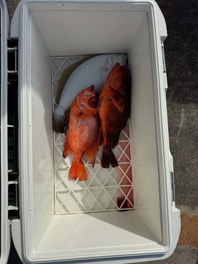 キントキ(チカメキントキ)・ヒラメ