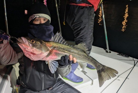 シーバス(スズキ)