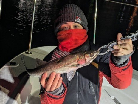 シーバス(スズキ)