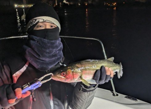 シーバス(スズキ)