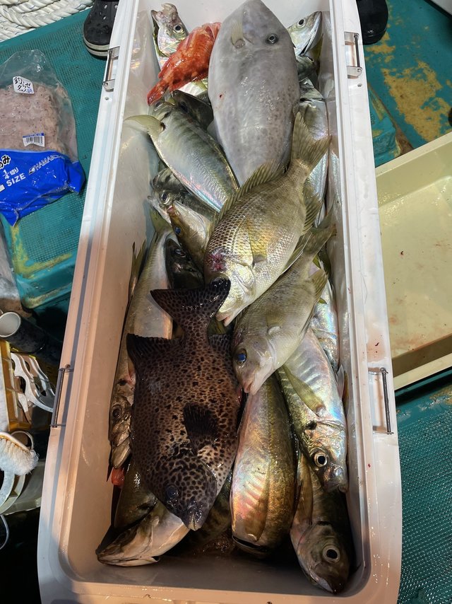 イシガキダイ・マアジ・メイチダイ