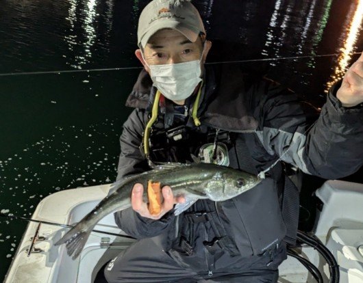 シーバス(スズキ)