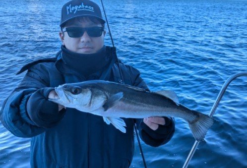 シーバス(スズキ)