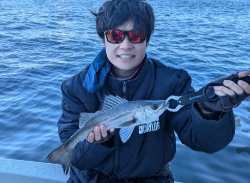 シーバス(スズキ)