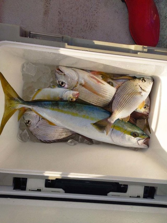 ヘダイ・イナダ(ブリ)