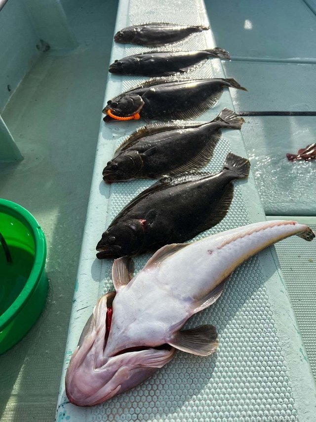 マゴチ・ヒラメ