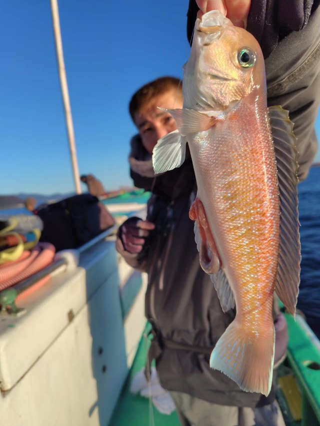 アマダイ(アカアマダイ)