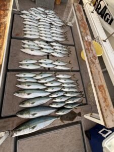 ワラサ(ブリ)・ハマチ(ブリ)・ヒラメ