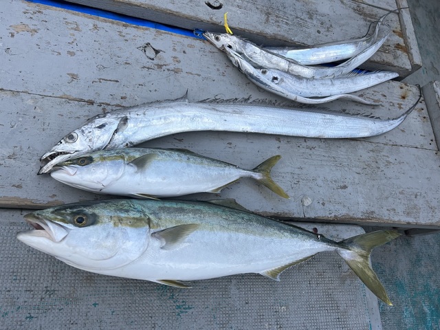 ハマチ(ブリ)・メジロ(ブリ)・タチウオ