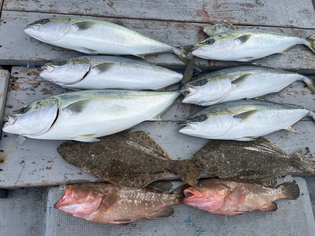 アコウ(キジハタ)・ブリ・メジロ(ブリ)・ヒラメ